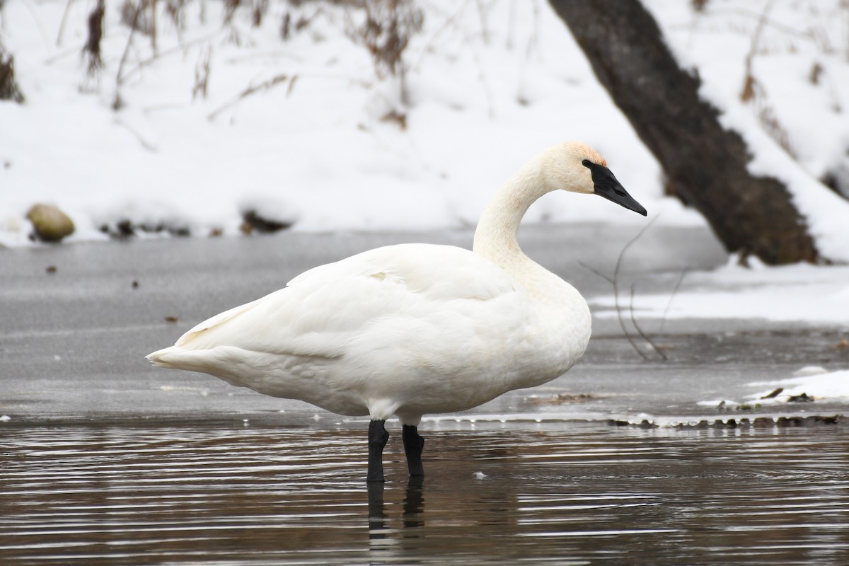 Trumpeter Swan - ML646475100