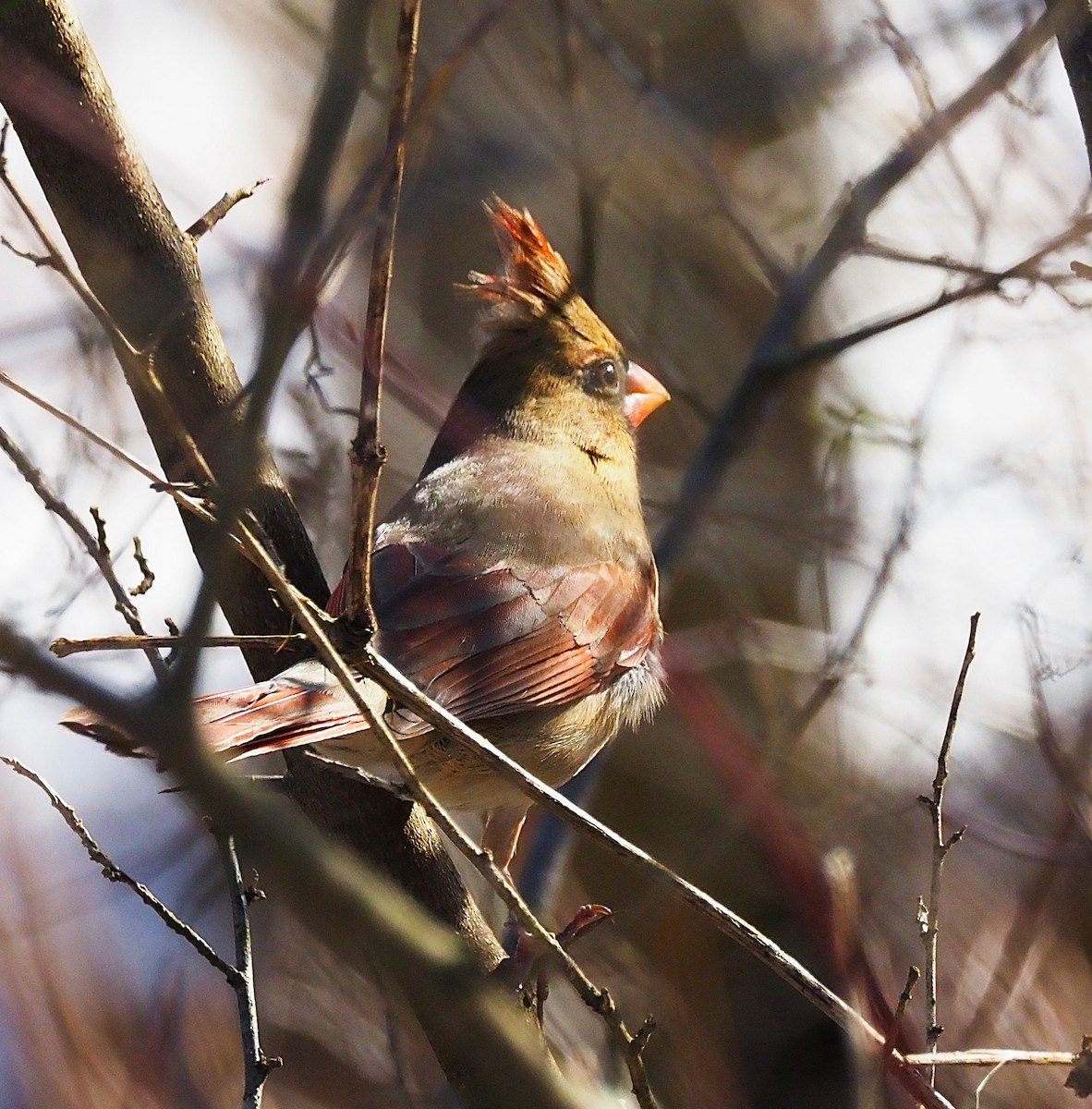 Cardenal Norteño - ML646475104