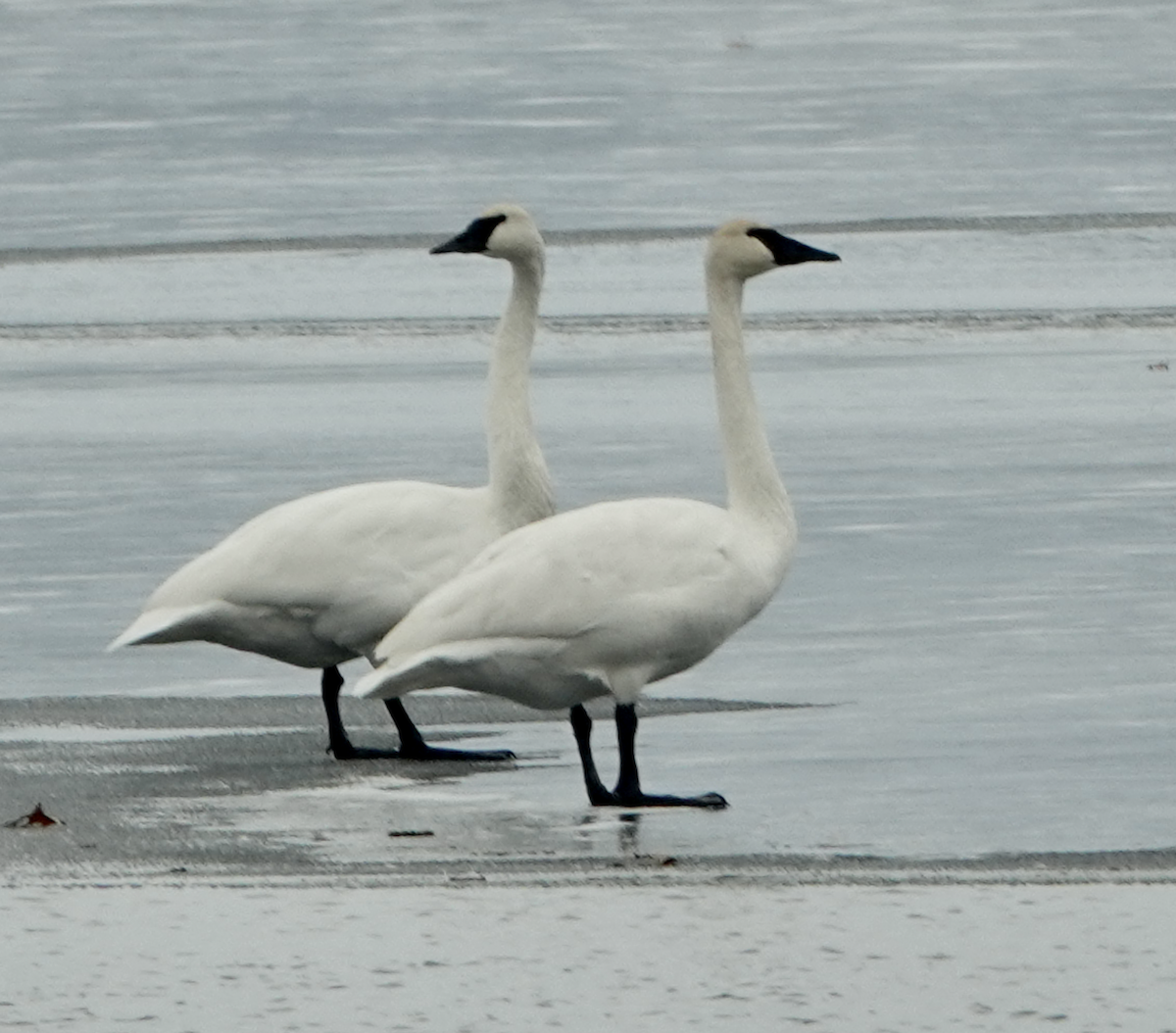 Trumpeter Swan - ML646475105
