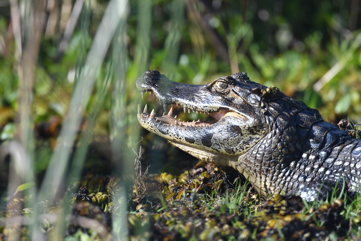 Caimano jacarè - ML646475106