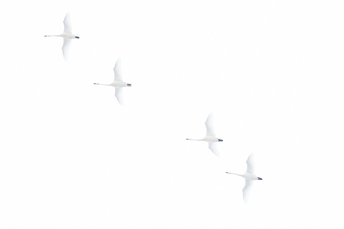 Tundra Swan - ML646475107