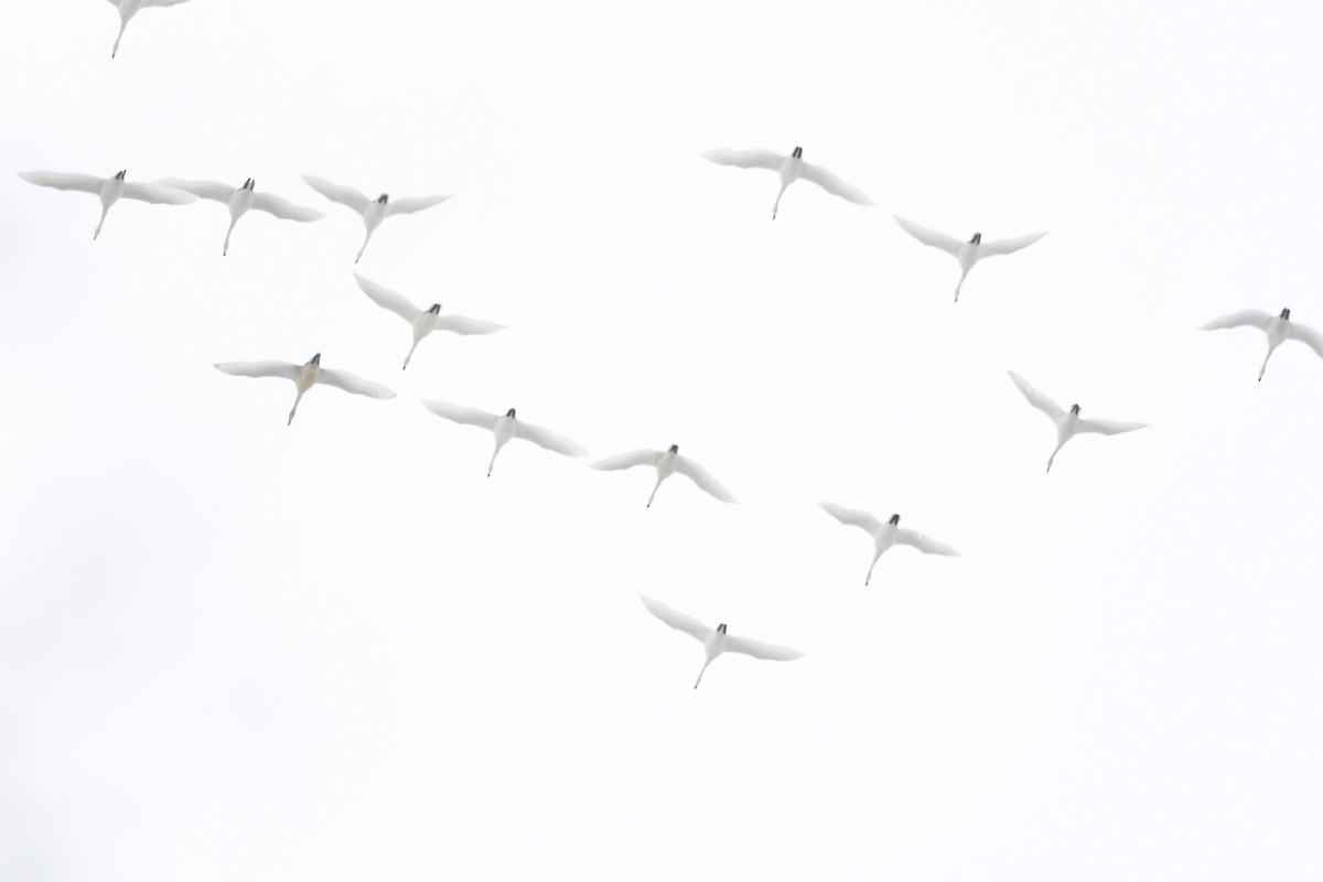 Tundra Swan - ML646475108