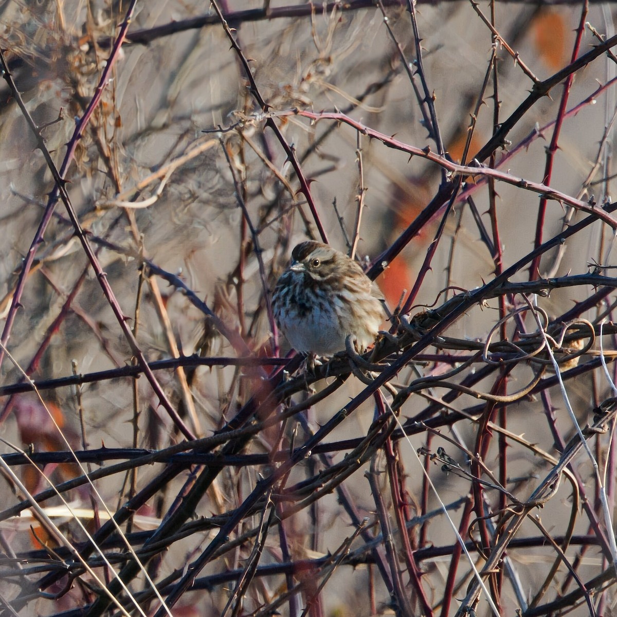 Song Sparrow - ML646475110