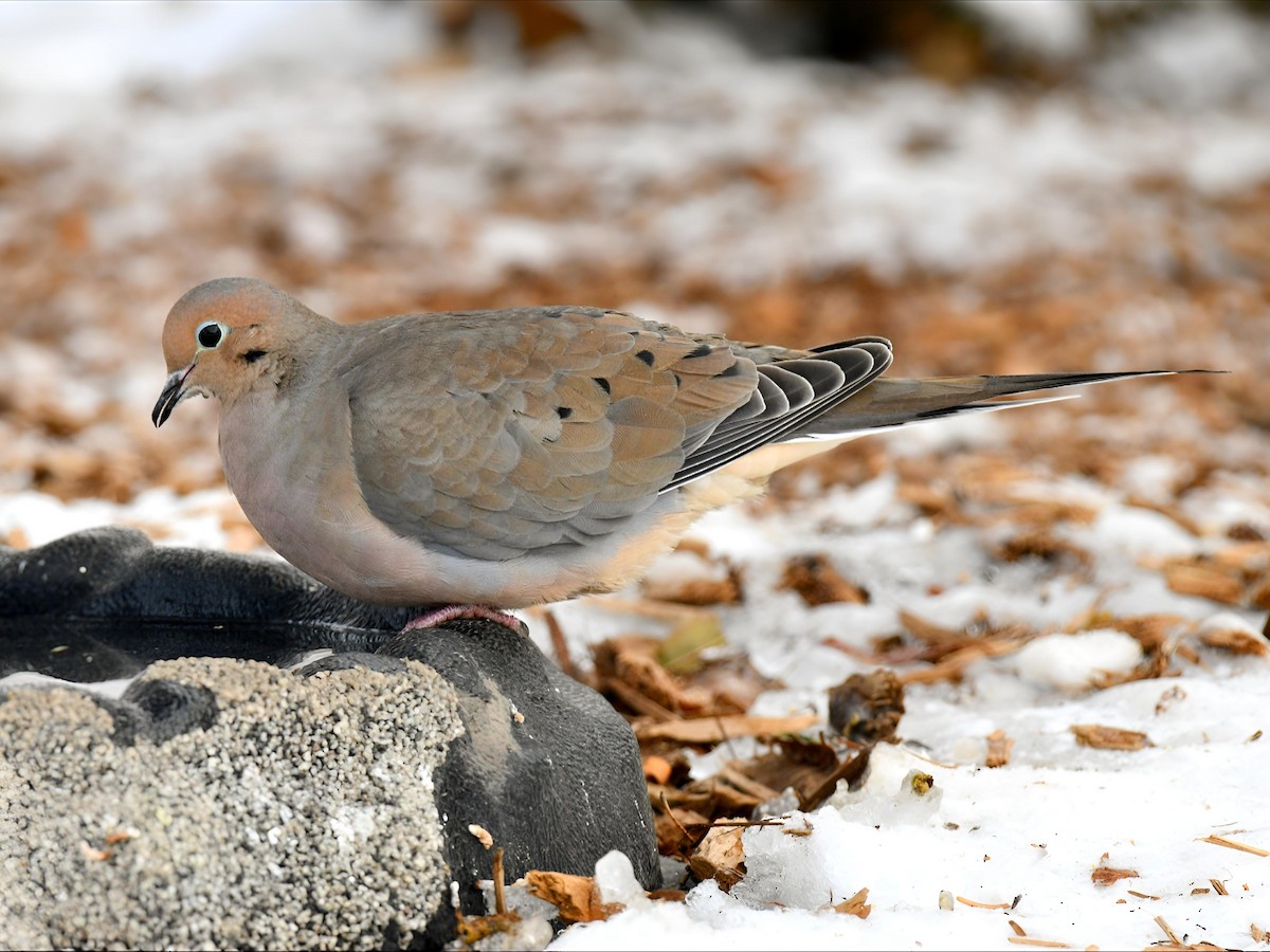 Mourning Dove - ML646475113
