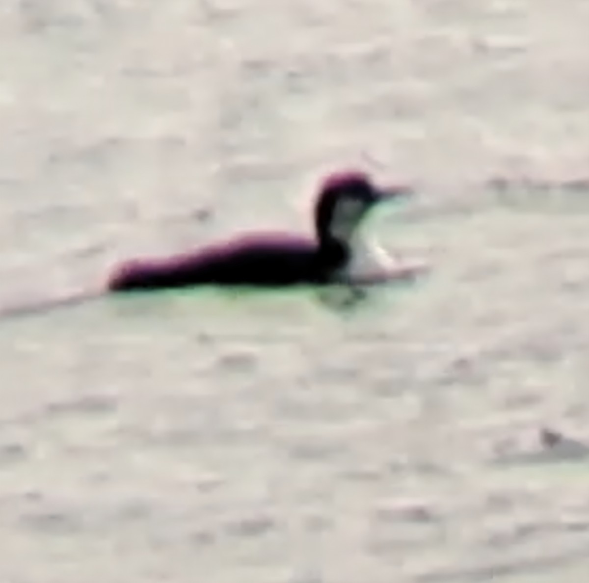 potáplice lední - ML646475114