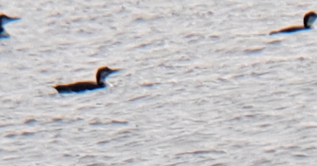 potáplice lední - ML646475115