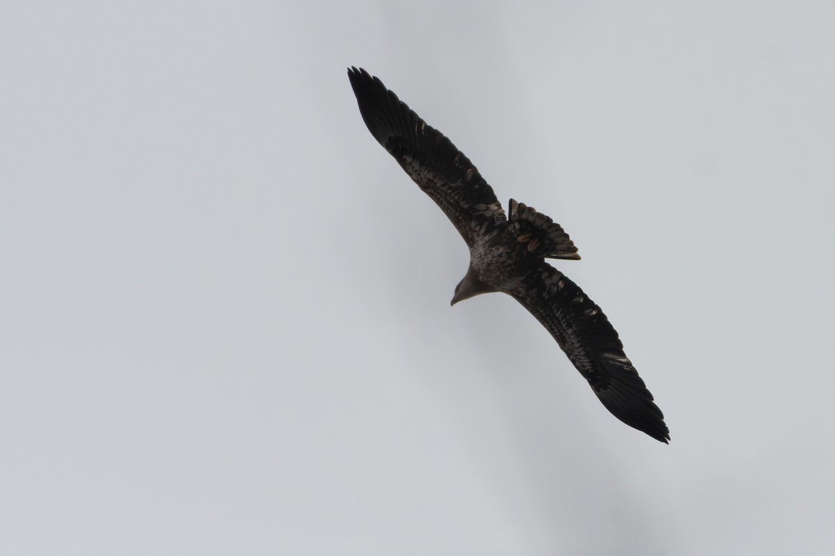 Орлан білоголовий - ML646475117