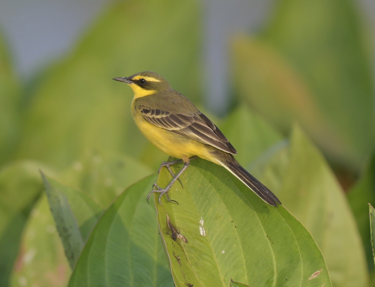 Eastern Yellow Wagtail - ML646475118