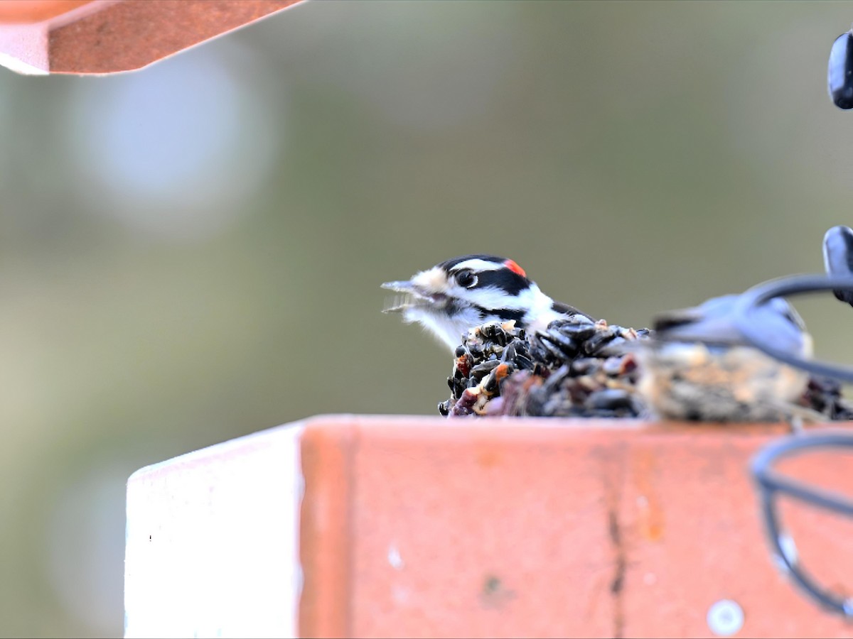 Downy Woodpecker - ML646475123