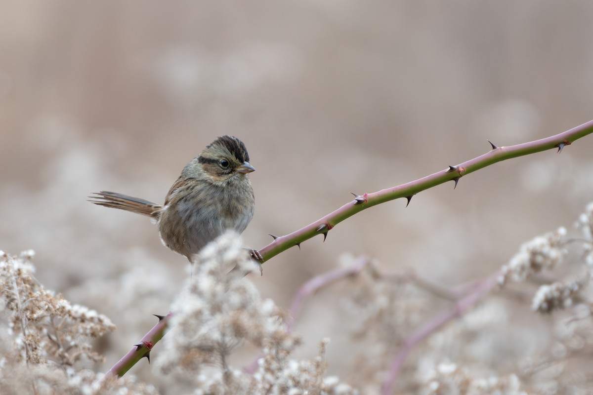Swamp Sparrow - ML646475125