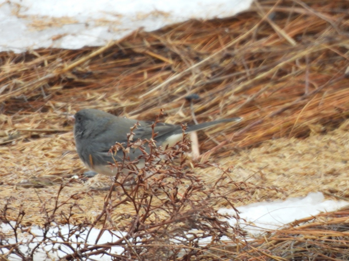 Dark-eyed Junco - ML646475126