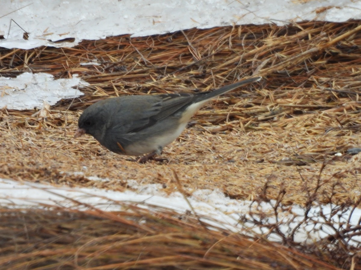 Dark-eyed Junco - ML646475127