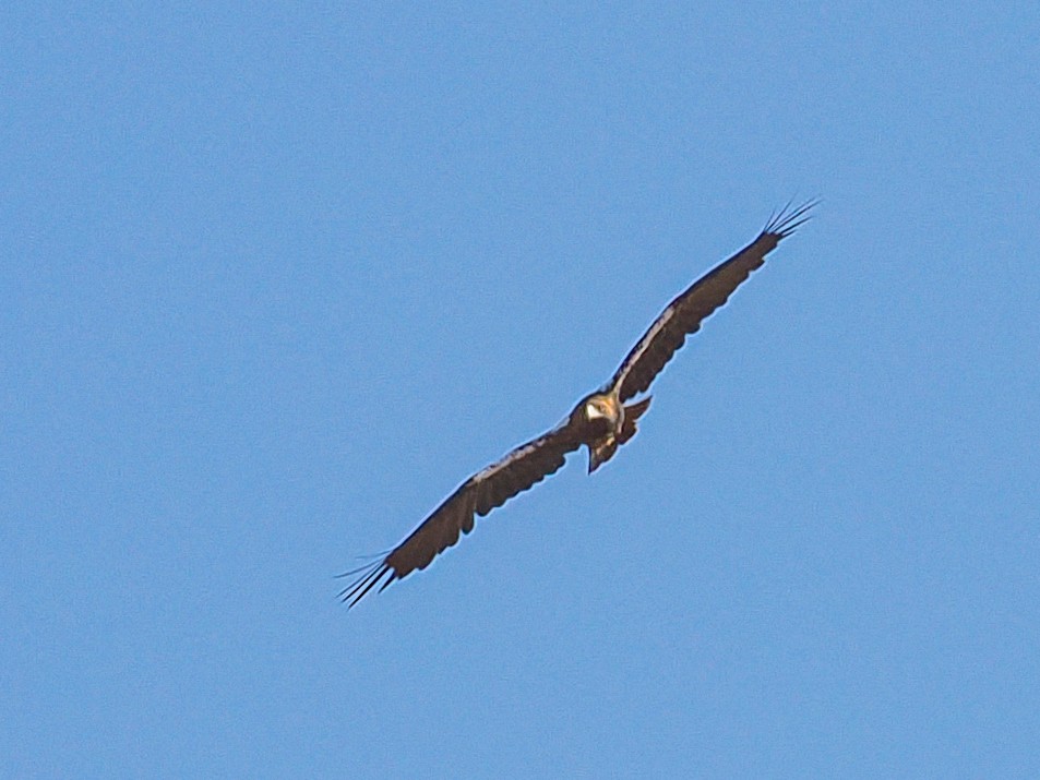 Spanish Eagle - ML646475128