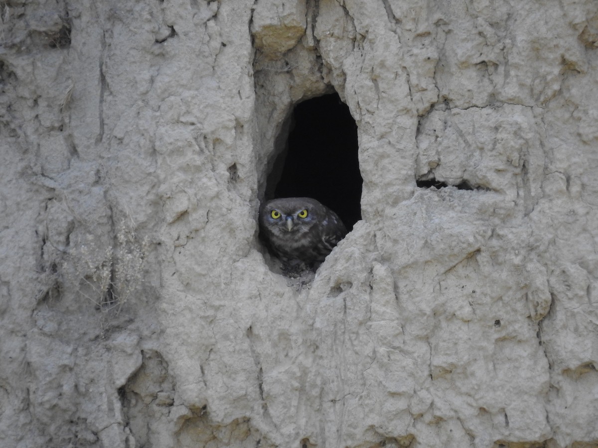 Little Owl - ML646475129