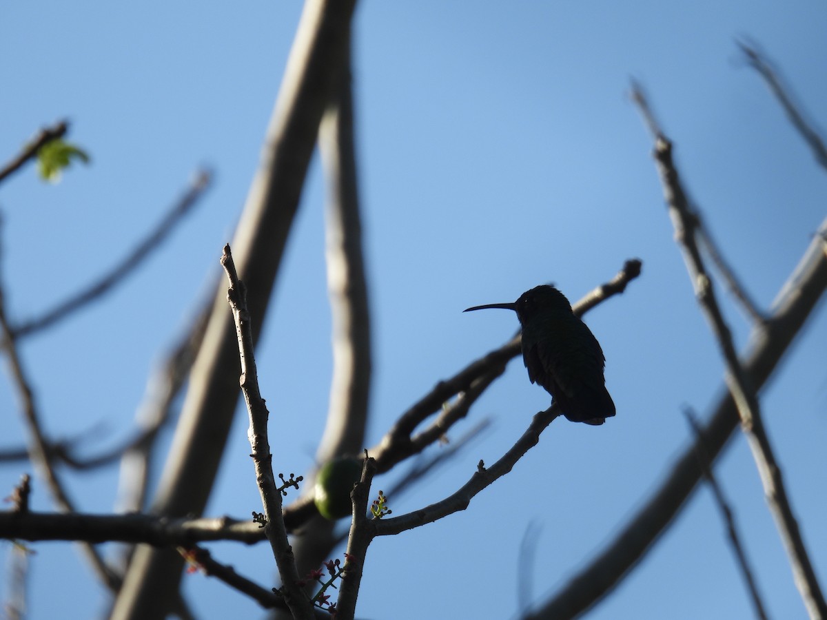 Green-breasted Mango - ML646475131