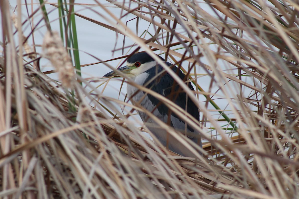 Black-crowned Night Heron - ML646475134