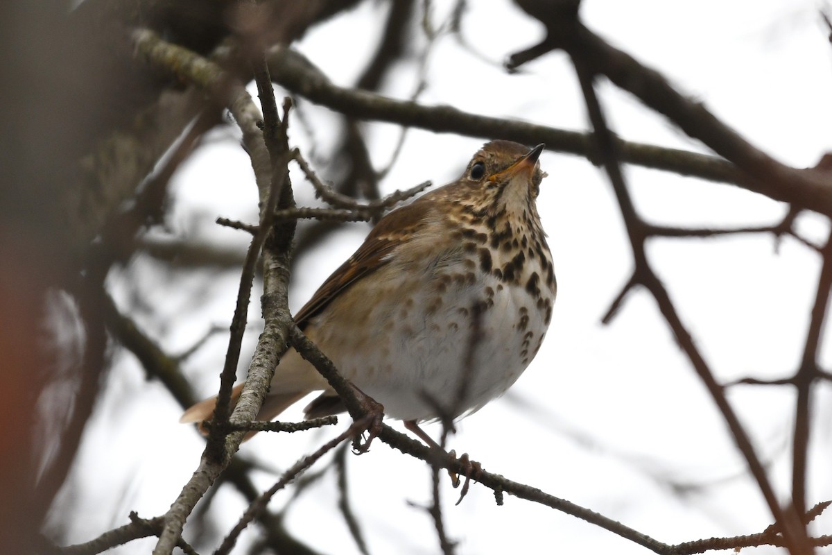 Hermit Thrush - ML646475135