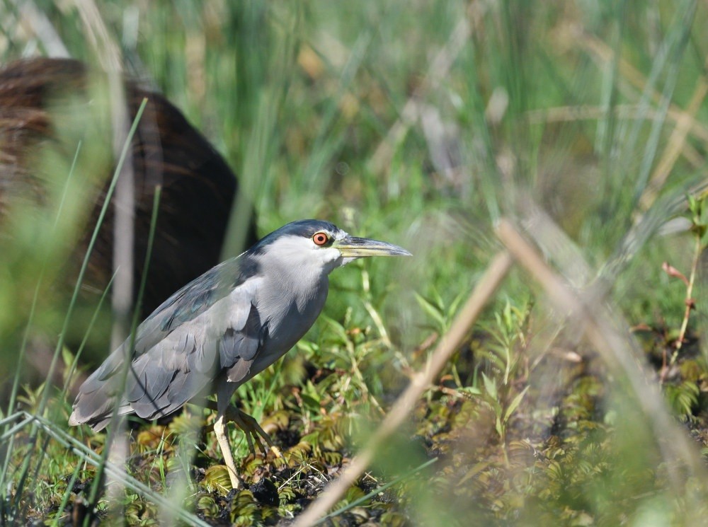 Nitticora - ML646475136