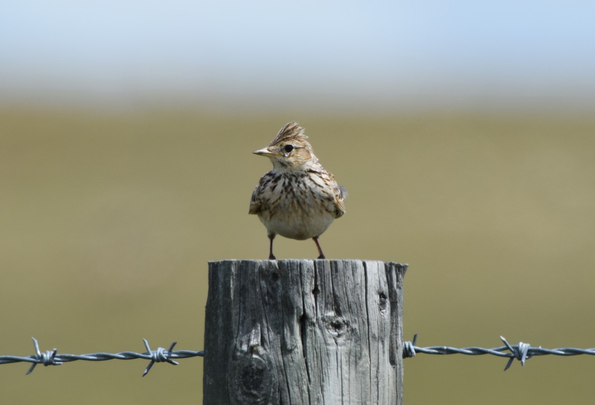 Hegatxabal arrunta - ML646475140