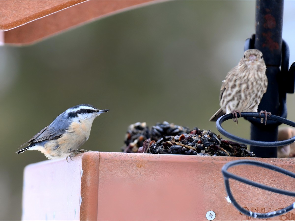 Red-breasted Nuthatch - ML646475141