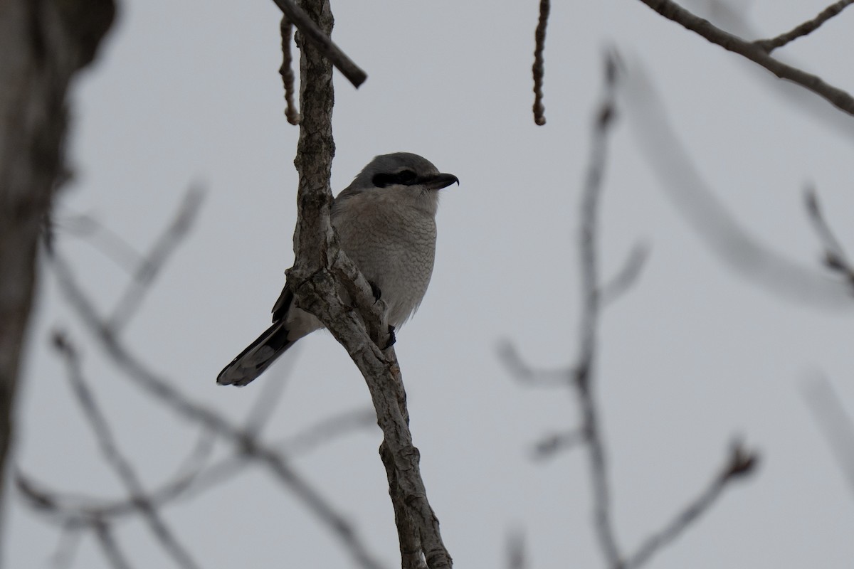 borealvarsler - ML646475144