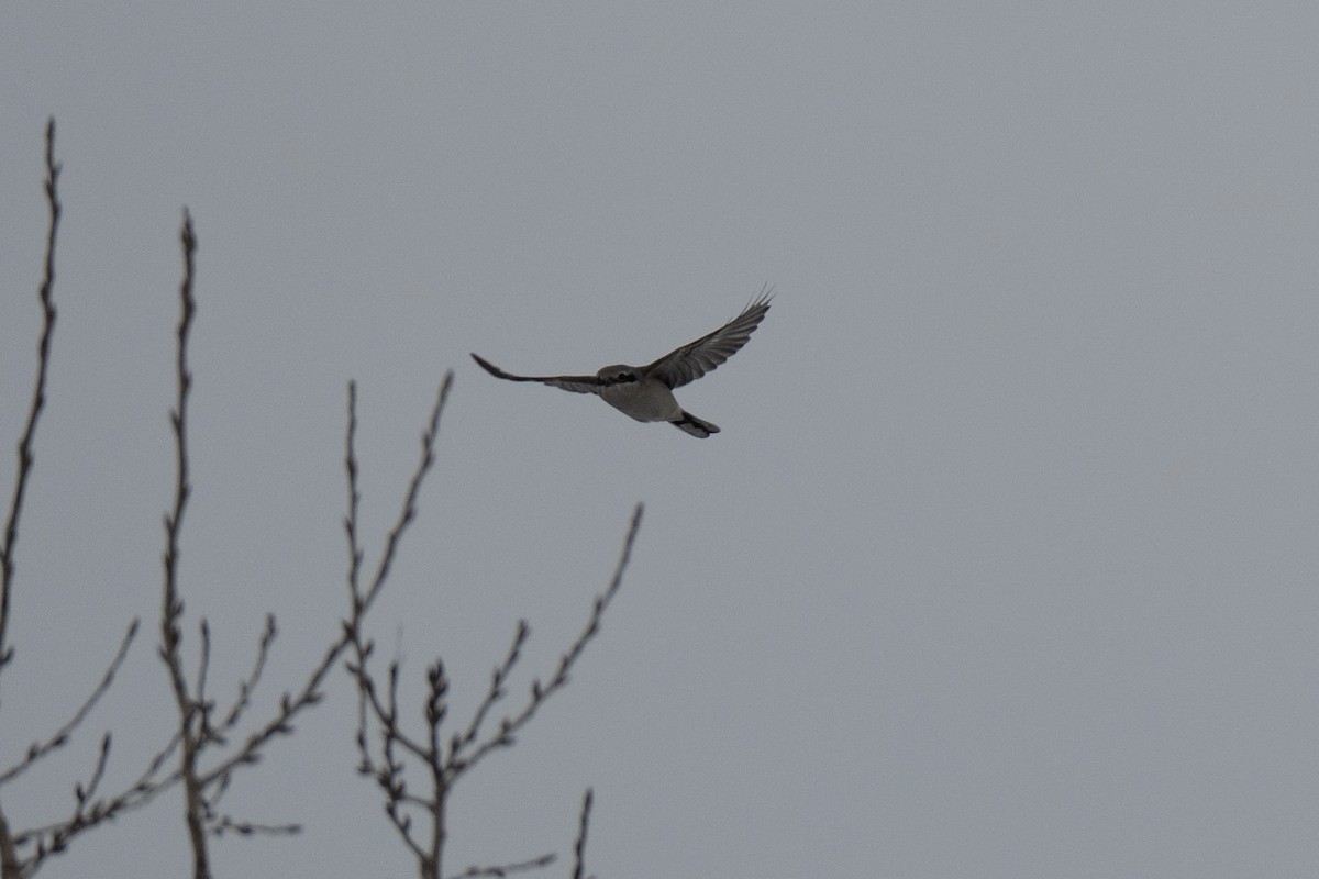 borealvarsler - ML646475145