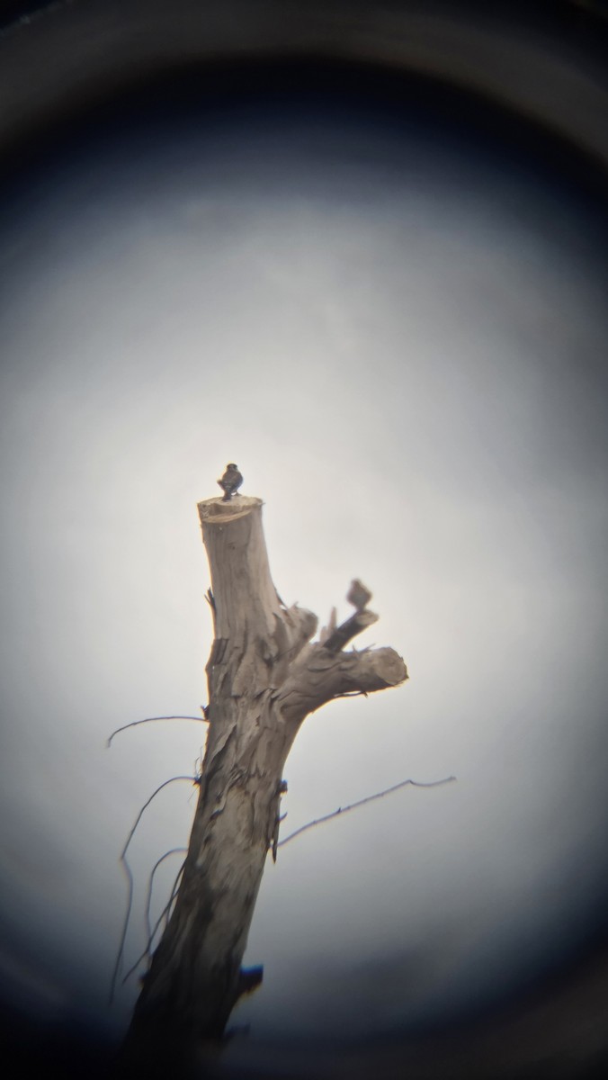 בז אמריקני - ML646475146