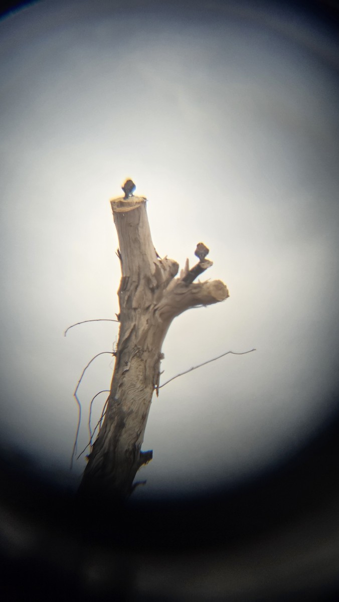 בז אמריקני - ML646475147