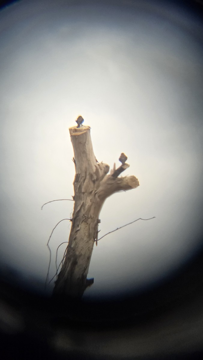 בז אמריקני - ML646475148