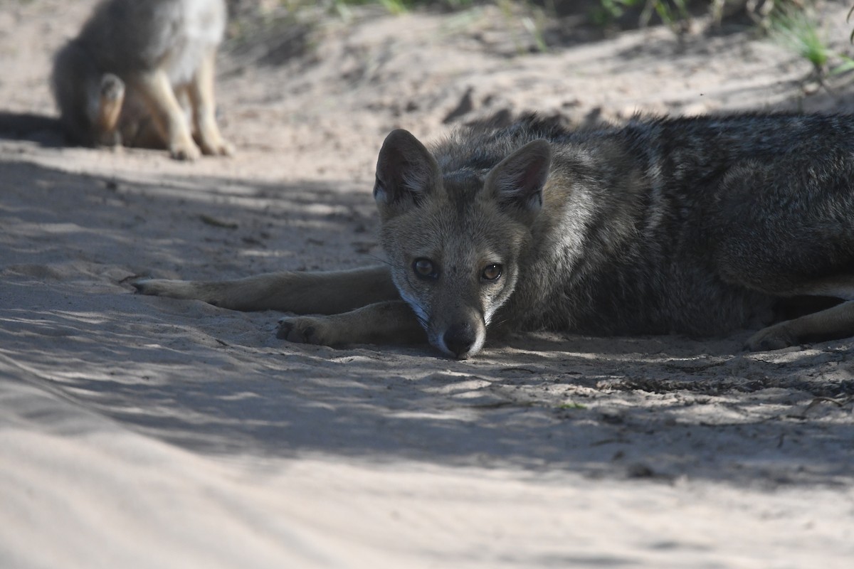 Chilla - ML646475149