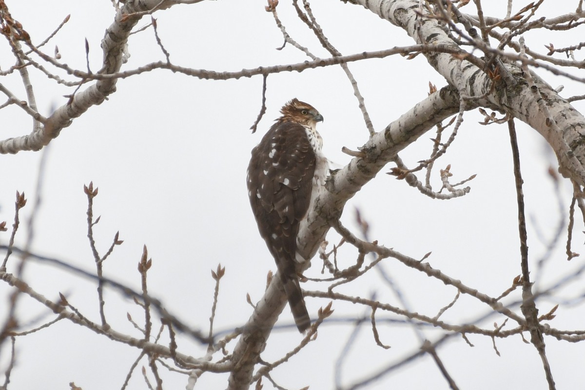 Cooper's Hawk - ML646475151