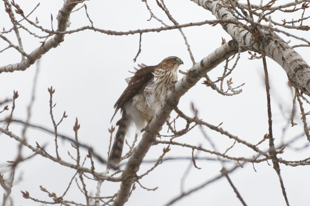 Cooper's Hawk - ML646475152