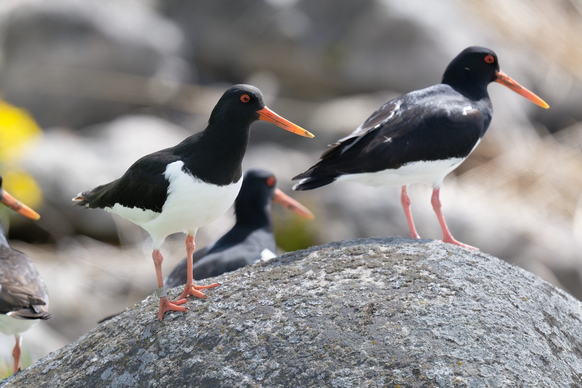 Eurasian Oystercatcher - ML646475154
