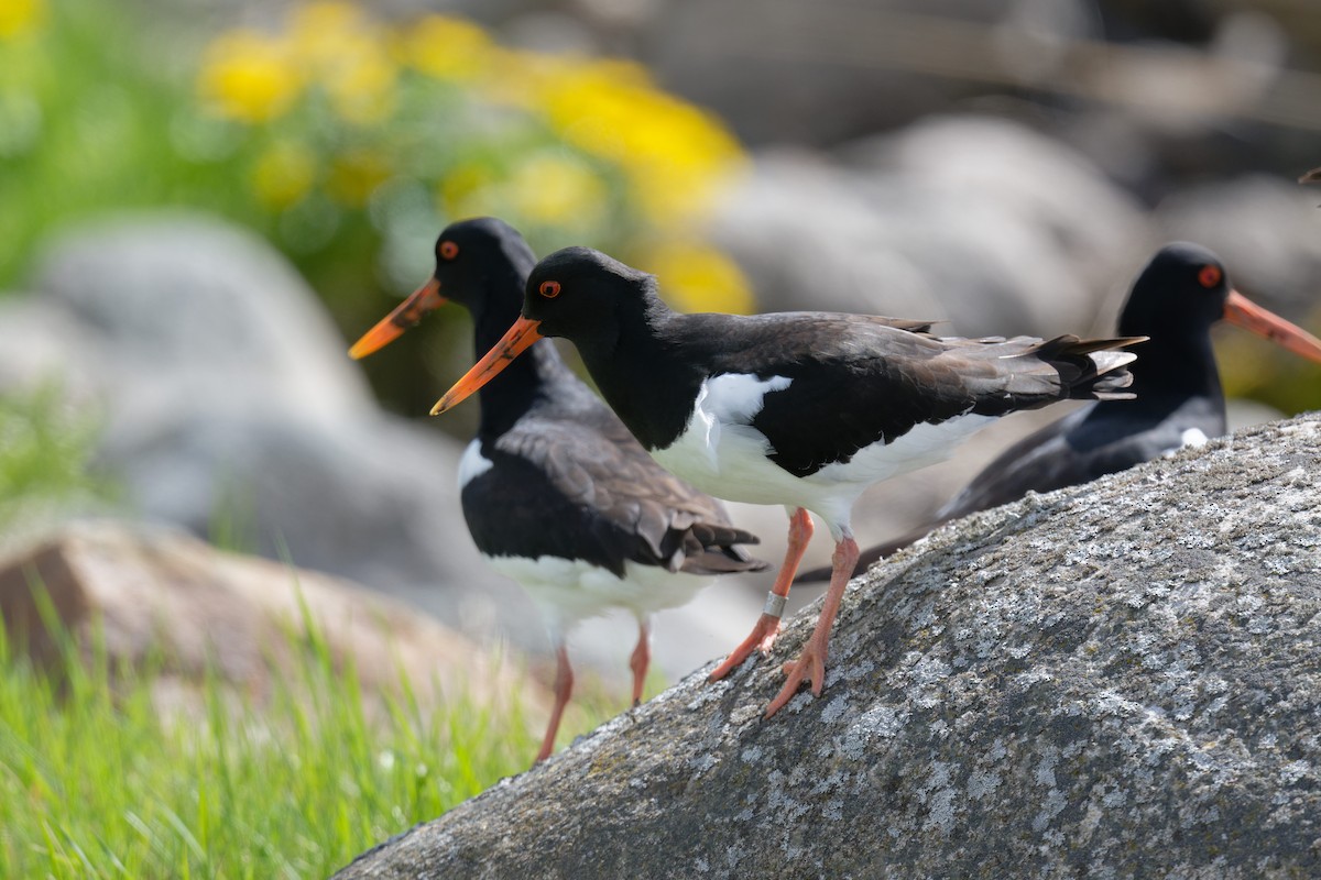 Eurasian Oystercatcher - ML646475155