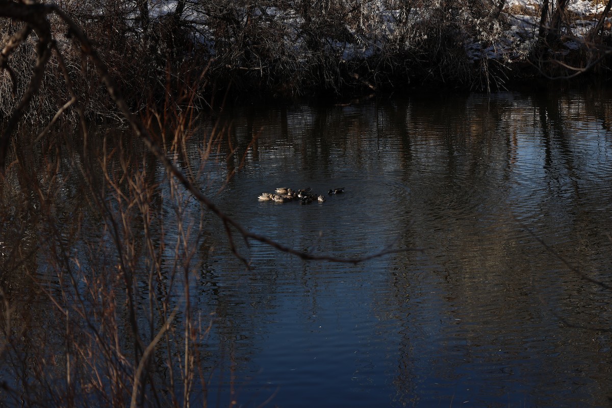 Mallard - ML646475156