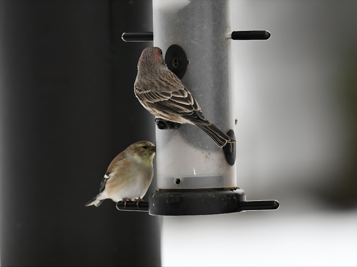House Finch - ML646475158