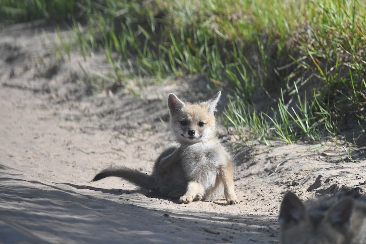 Chilla - ML646475162