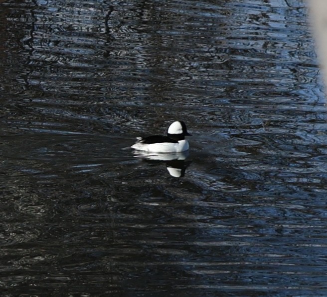 Bufflehead - ML646475163