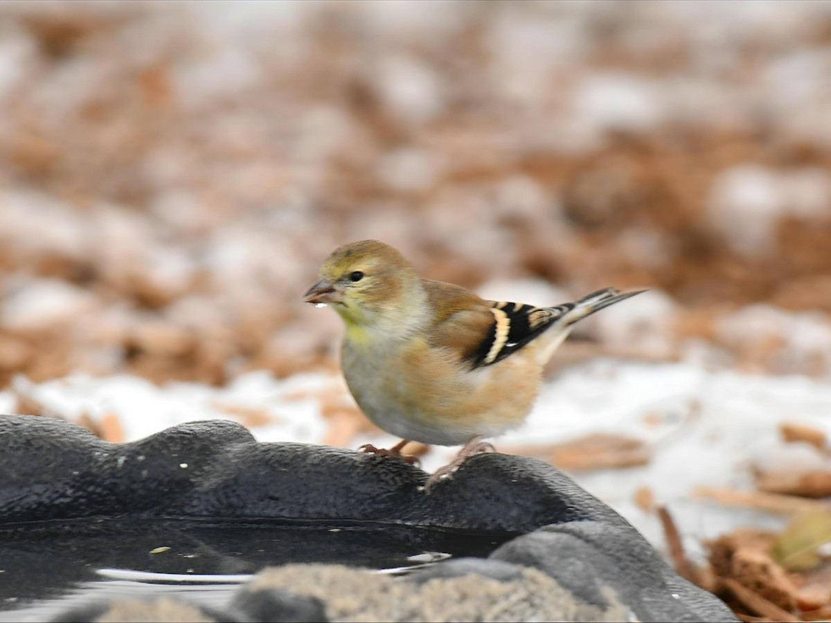American Goldfinch - ML646475167