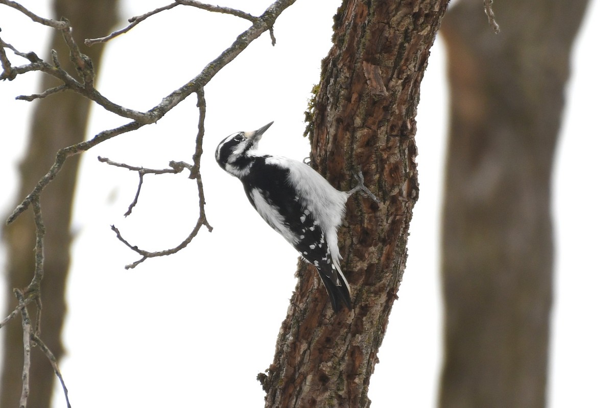 Hairy Woodpecker - ML646475170