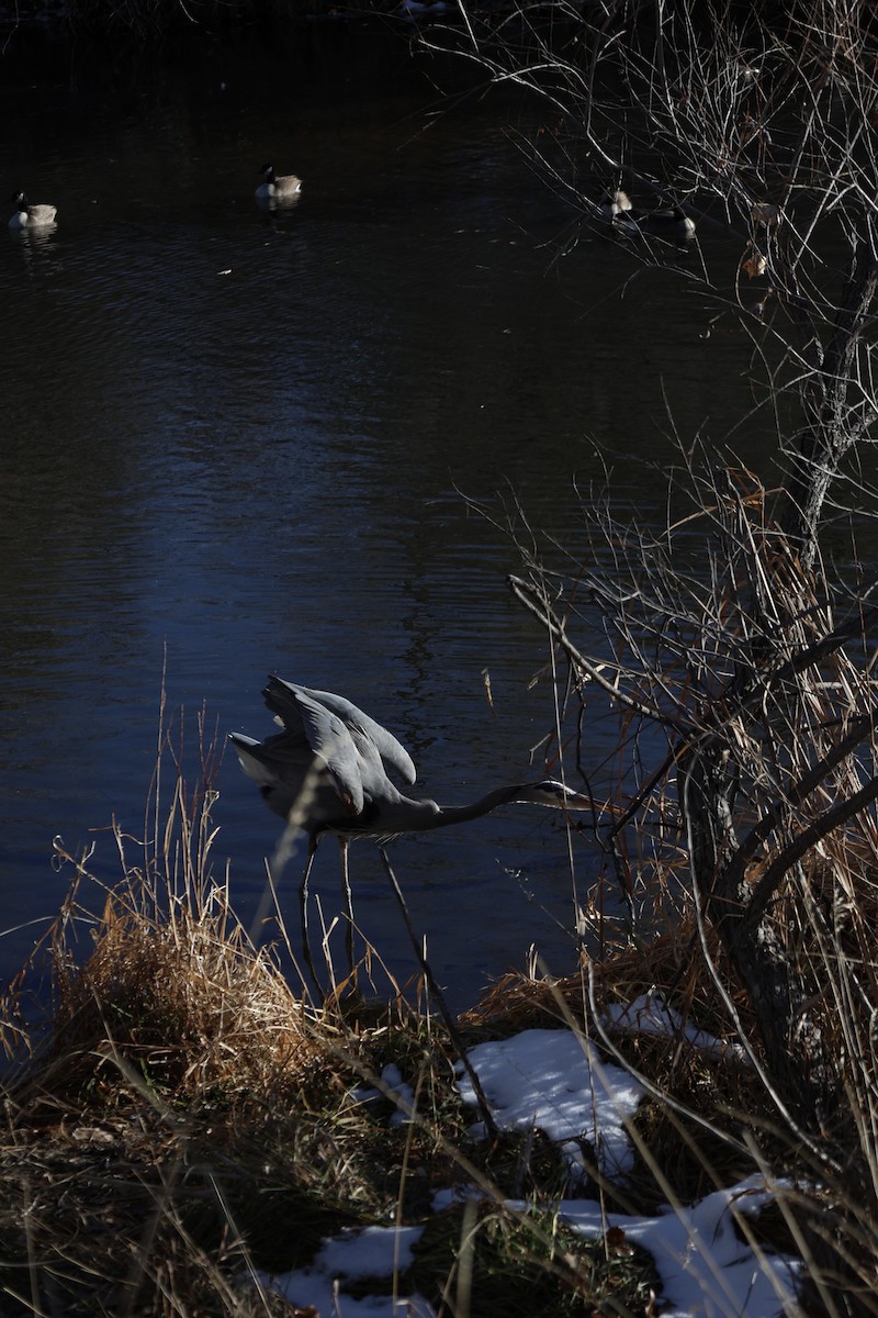 Great Blue Heron - ML646475171