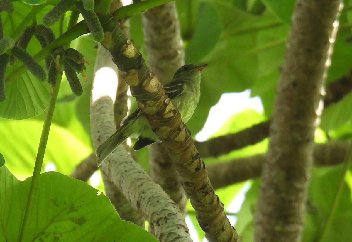 Caribbean Elaenia - ML646475173