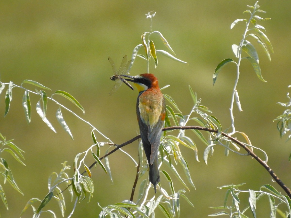 European Bee-eater - ML646475175