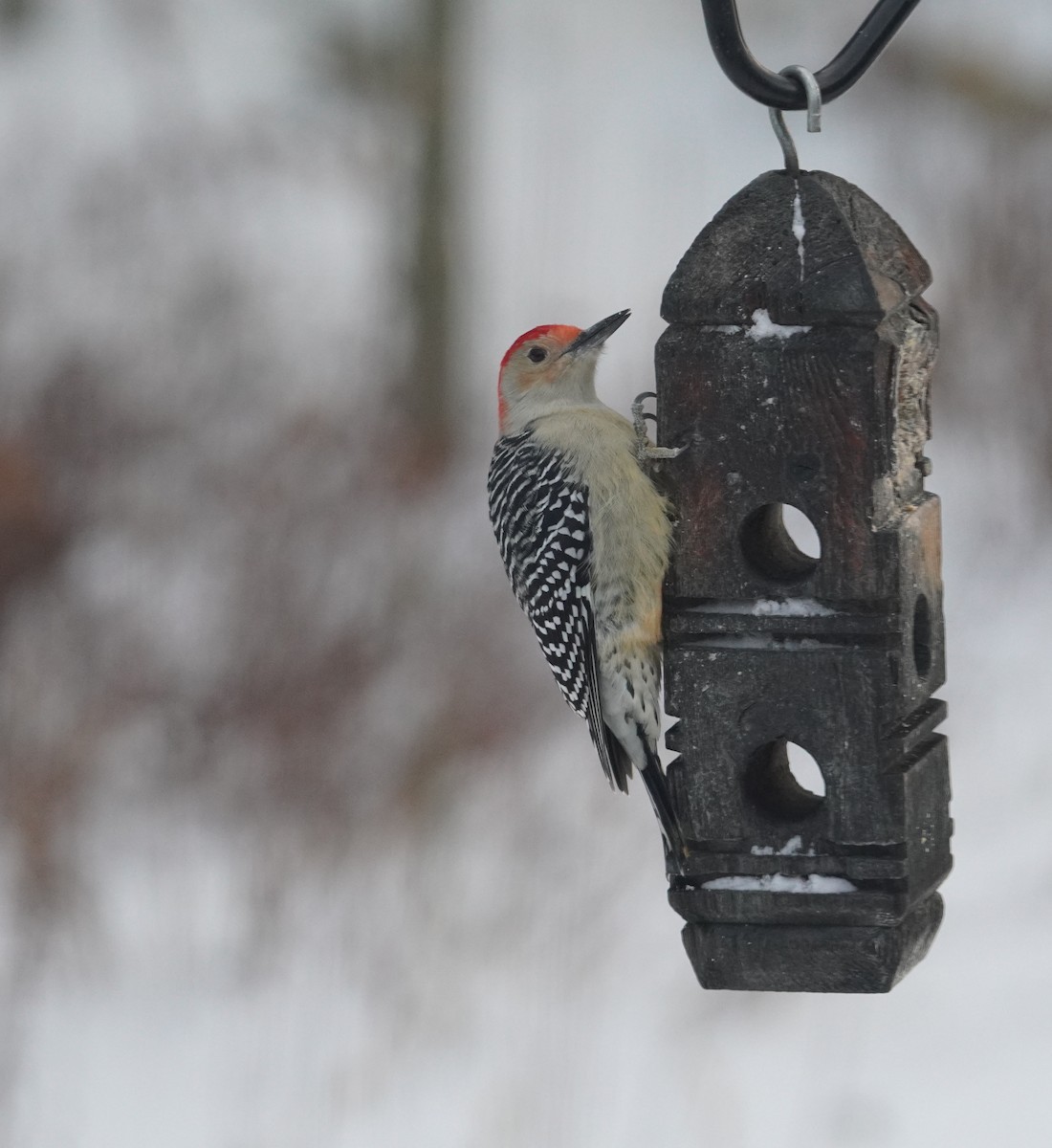 Red-bellied Woodpecker - ML646475176