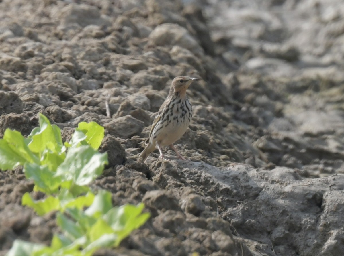Red-throated Pipit - ML646475179