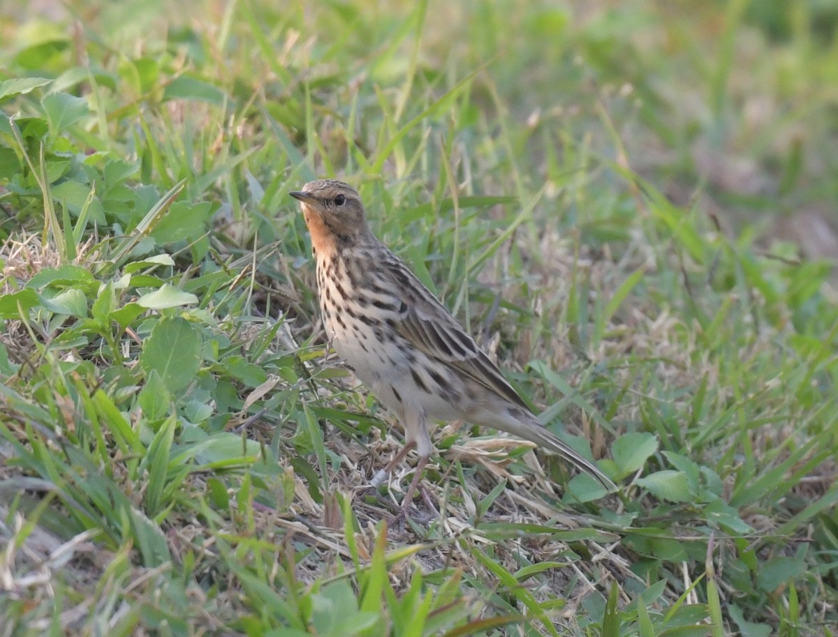 Red-throated Pipit - ML646475180