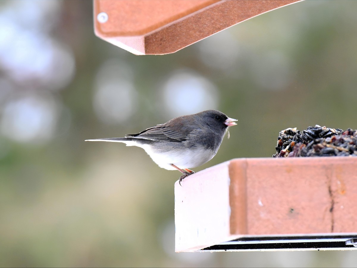 Dark-eyed Junco (Slate-colored) - ML646475181