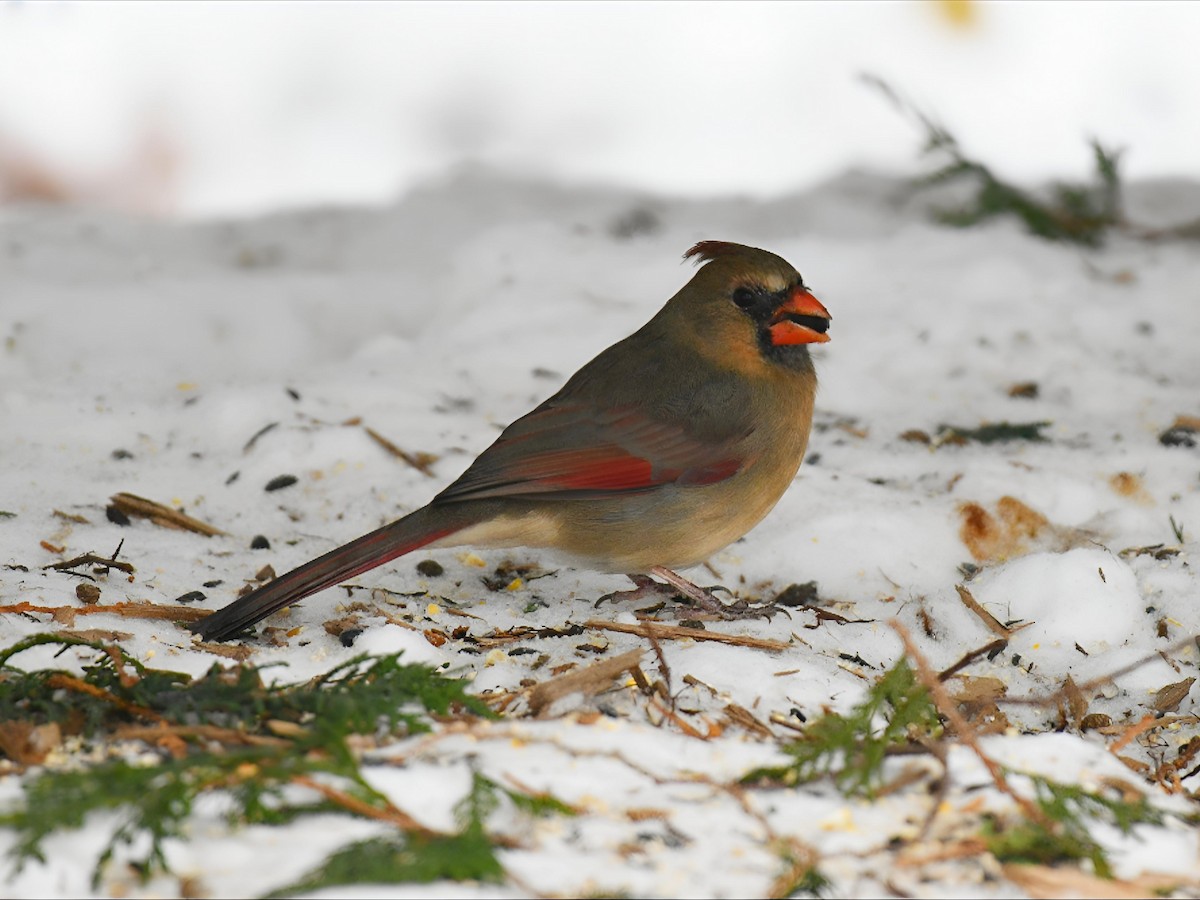 Northern Cardinal - ML646475182