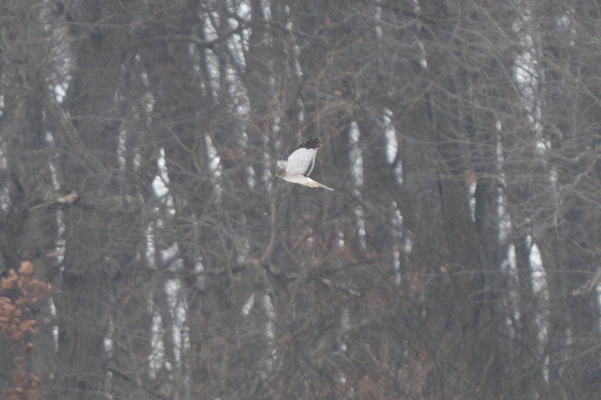 mørkmyrhauk - ML646475183