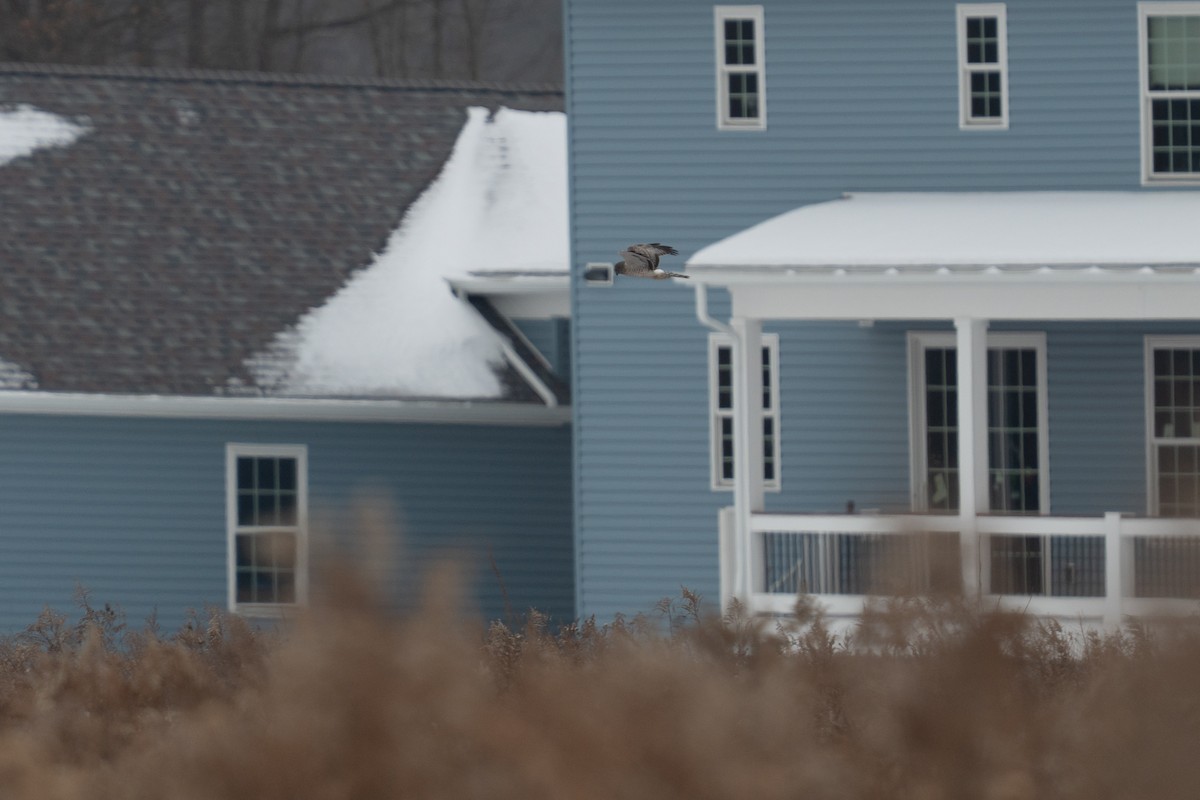 mørkmyrhauk - ML646475184